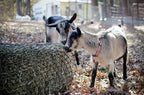 Square Bale Hay Net