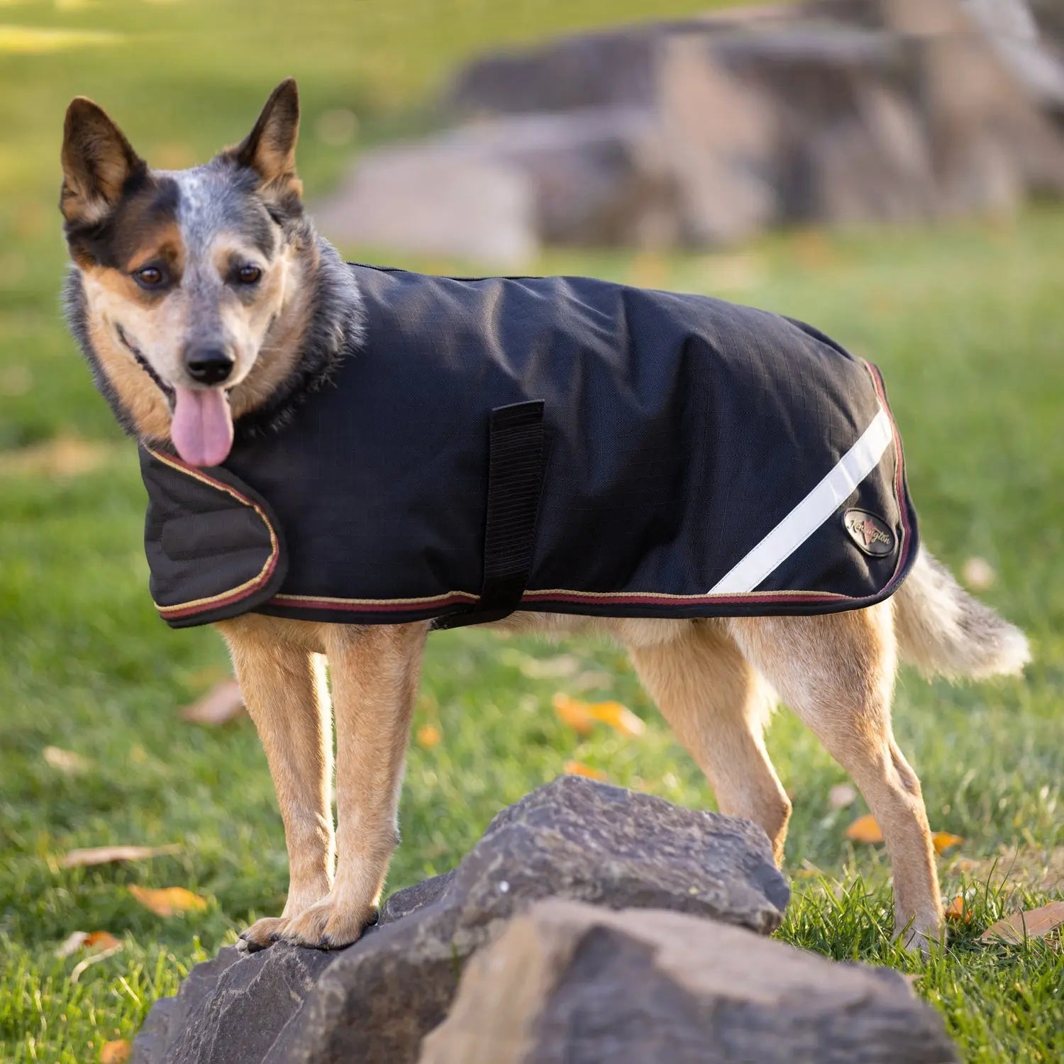 Kensington Winter Dog Coat - 180G Medium Weight - Waterproof & Breathable