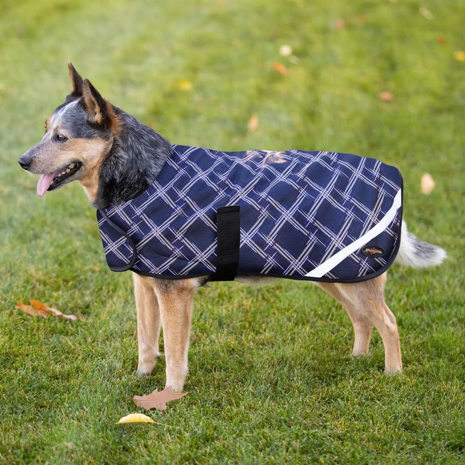 Kensington Winter Dog Coat - 180G Medium Weight - Waterproof & Breathable