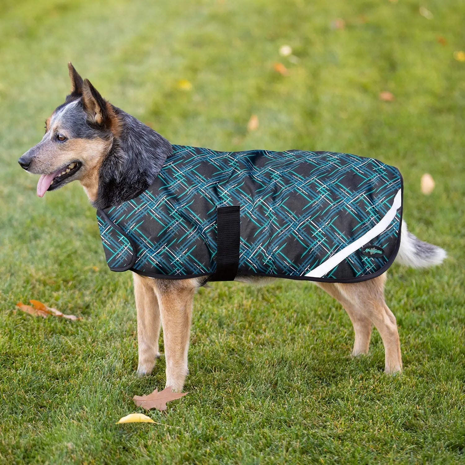 Kensington Winter Dog Coat - 180G Medium Weight - Waterproof & Breathable
