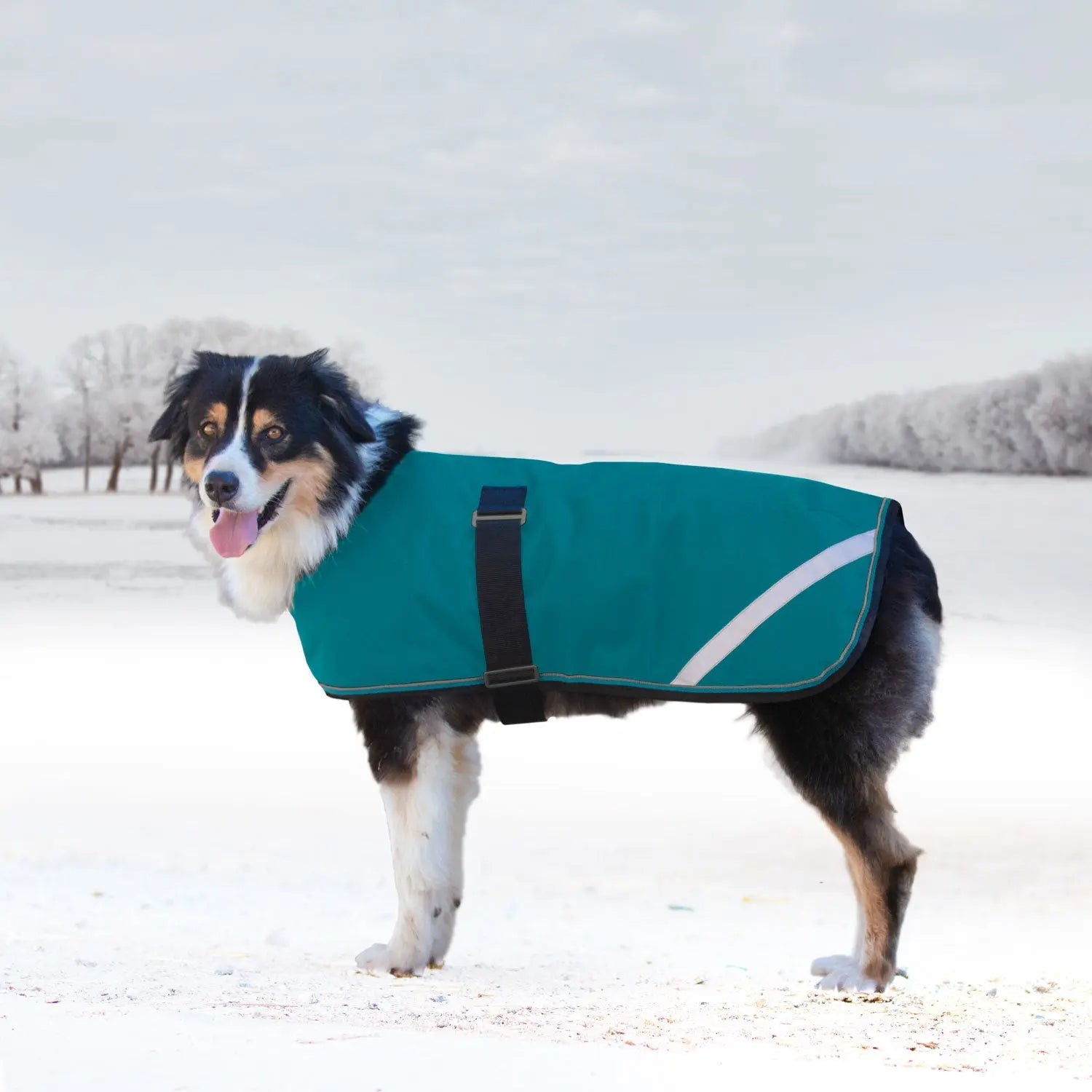 Kensington Winter Dog Coat - 180G Medium Weight - Waterproof & Breathable