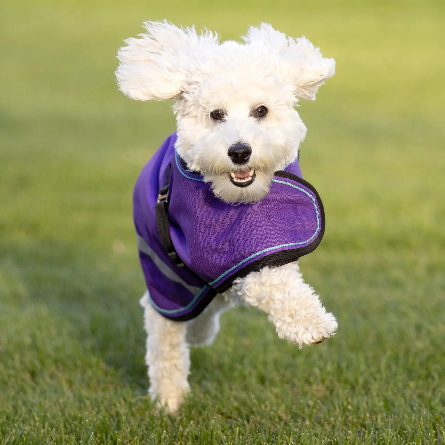 Kensington Winter Dog Coat - 180G Medium Weight - Waterproof & Breathable