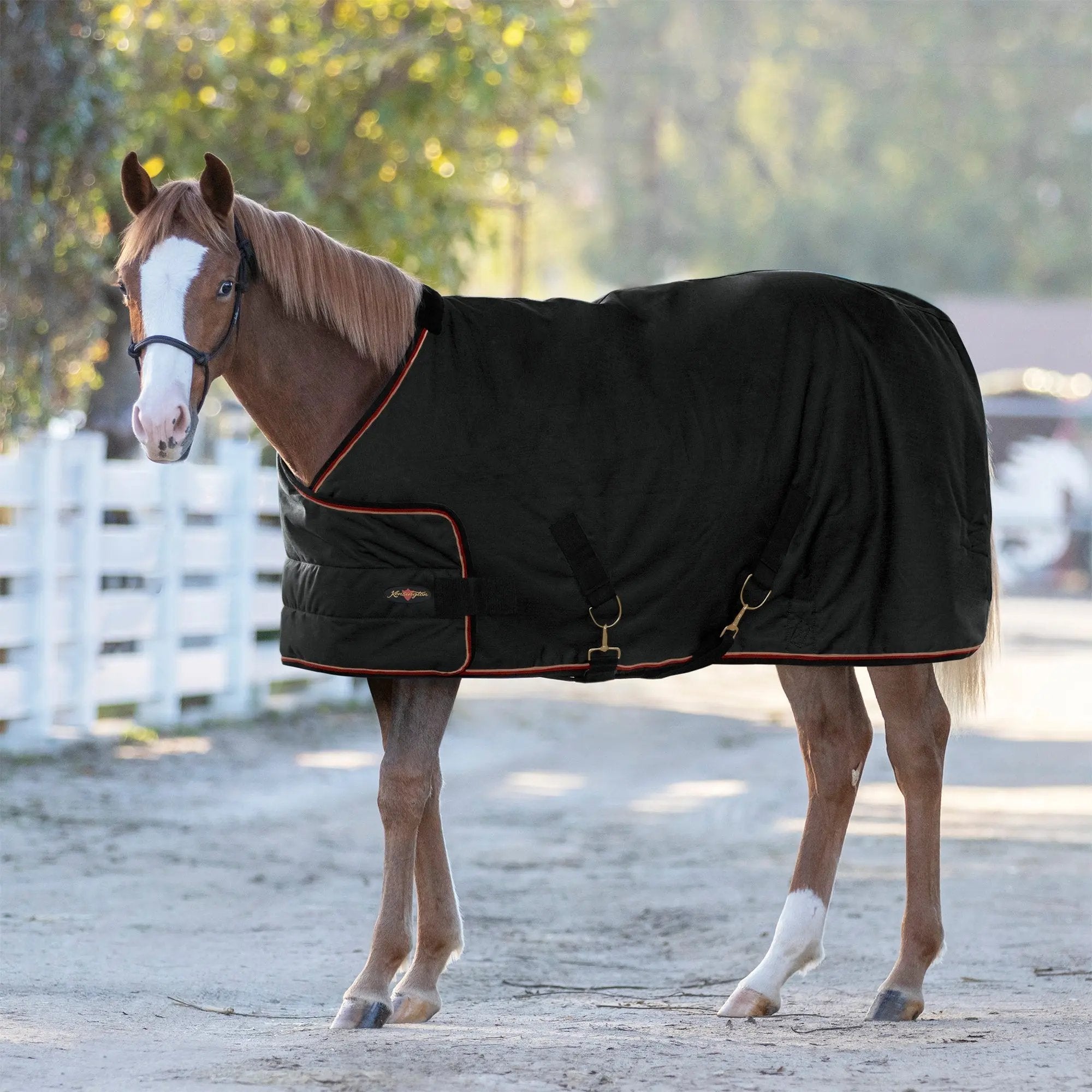 1200D Adjustable Juvenile 180G Medium Weight Winter Turnout Blanket - Waterproof & Breathable