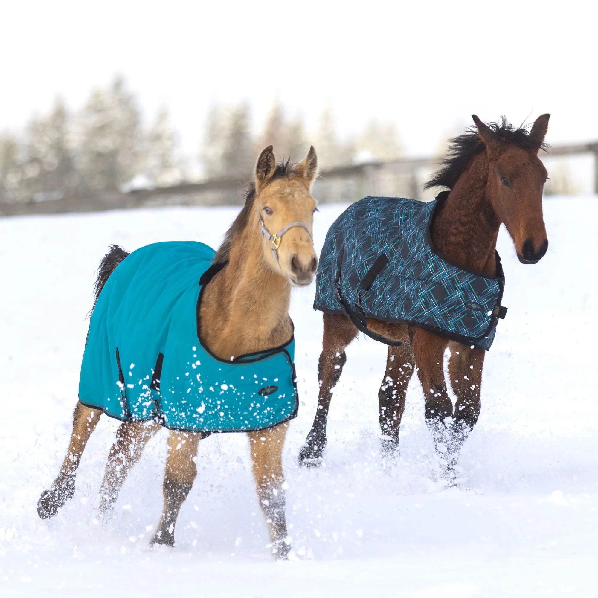 1200D Adjustable Weanling 180G Medium Weight Winter Turnout Blanket - Waterproof & Breathable