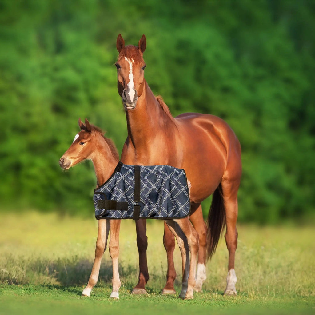 Kensington 1200D Adjustable Foal 180G Medium Weight Winter Turnout Blanket - Waterproof & Breathable