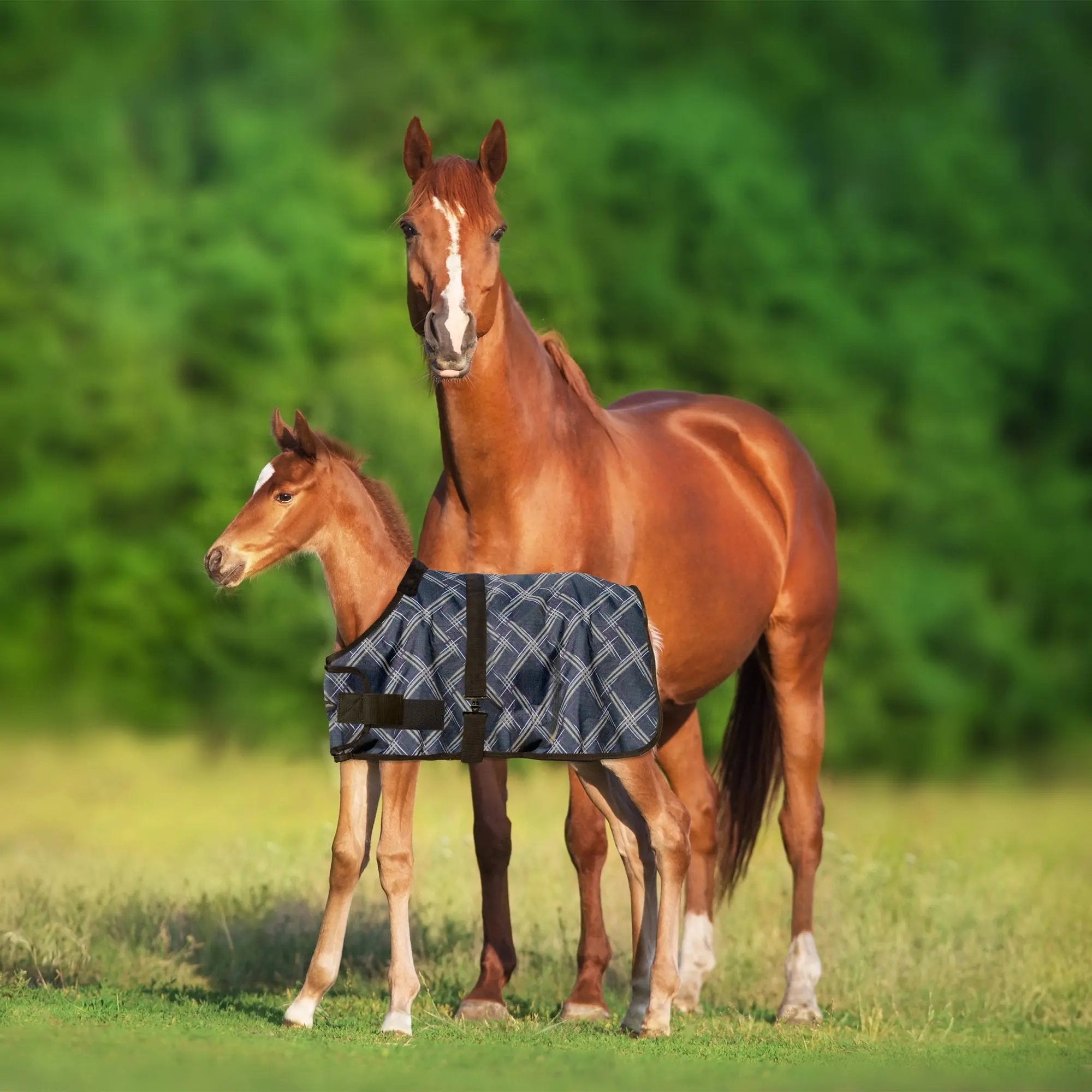 1200D Adjustable Foal 180G Medium Weight Winter Turnout Blanket - Waterproof & Breathable