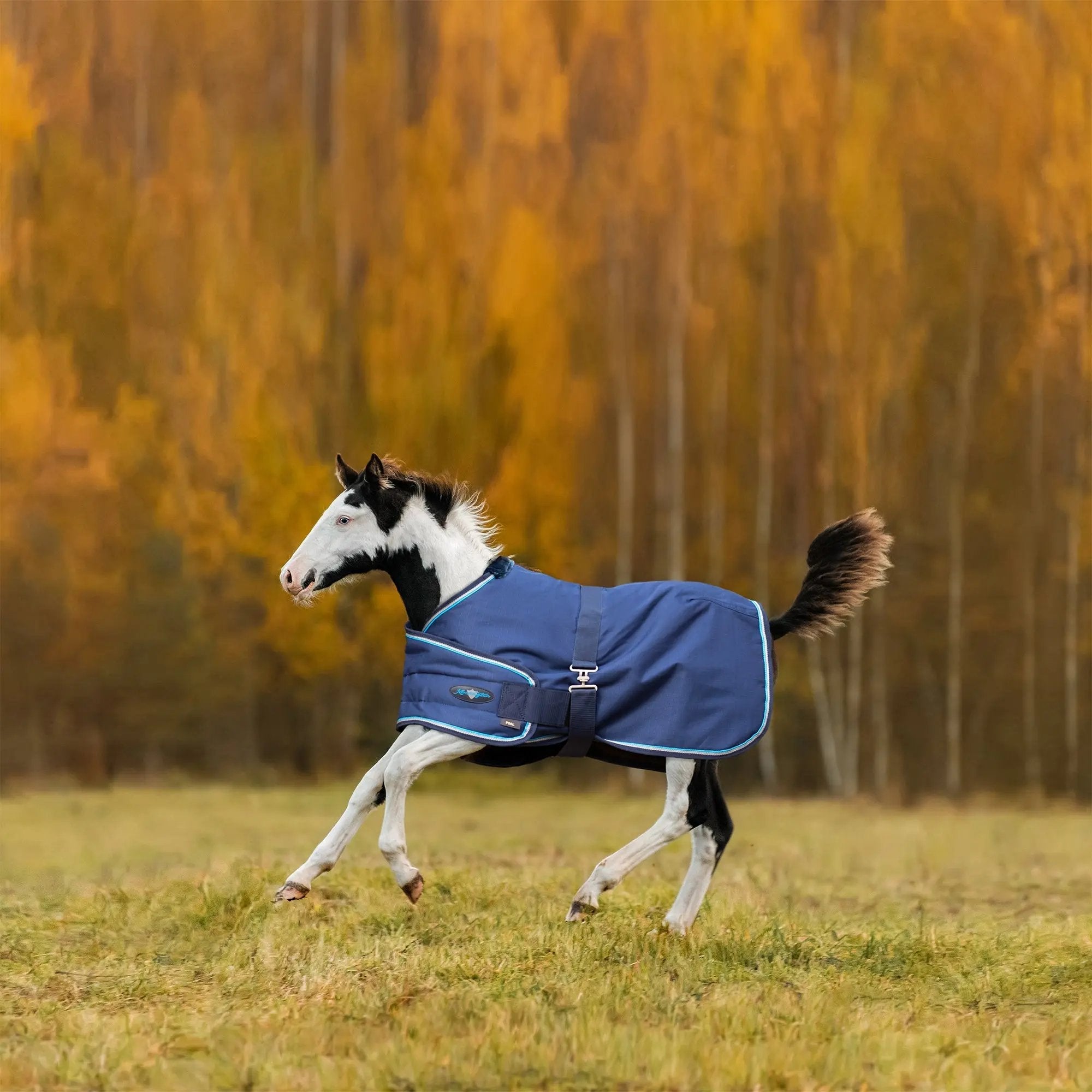 1200D Adjustable Foal 180G Medium Weight Winter Turnout Blanket - Waterproof & Breathable