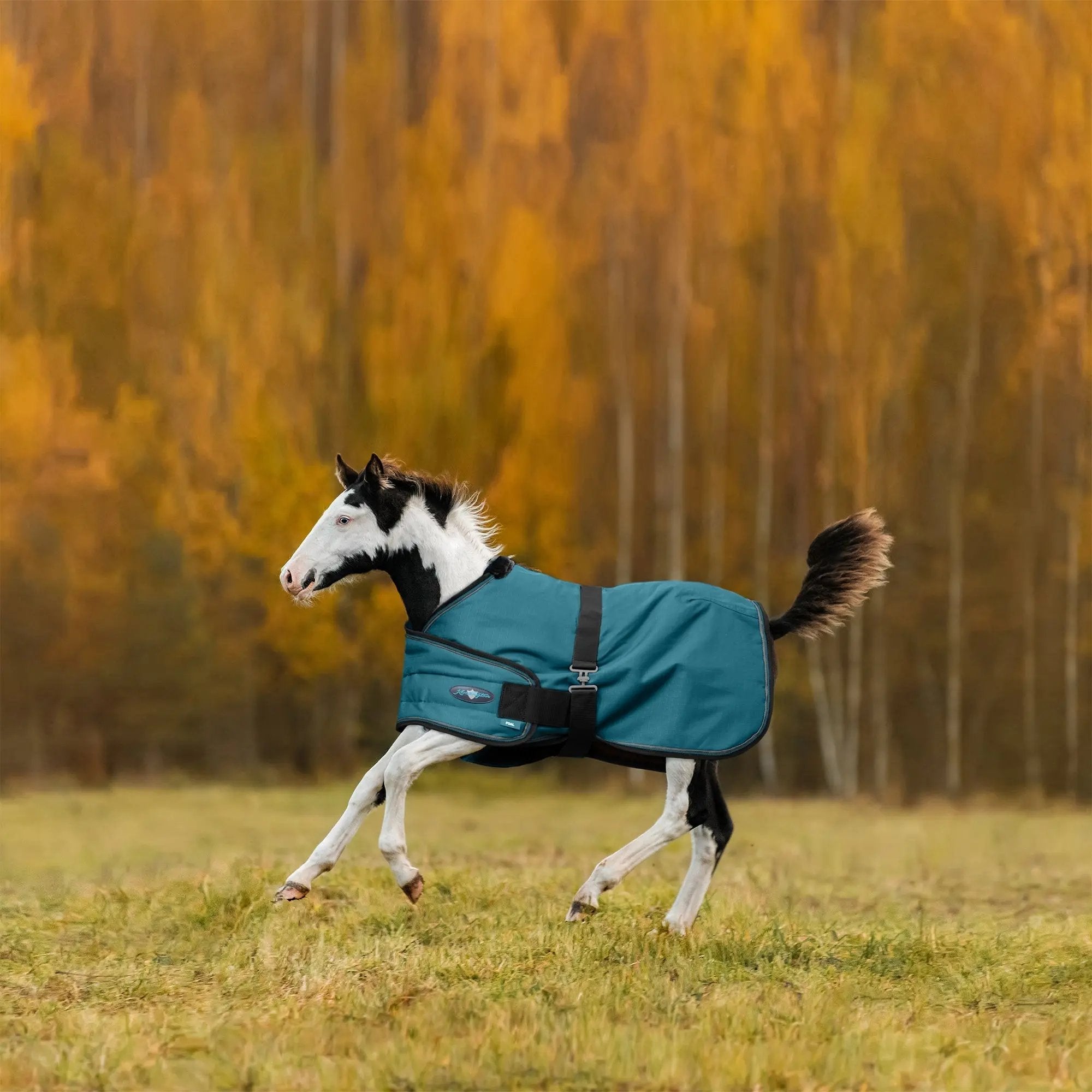 1200D Adjustable Foal 180G Medium Weight Winter Turnout Blanket - Waterproof & Breathable