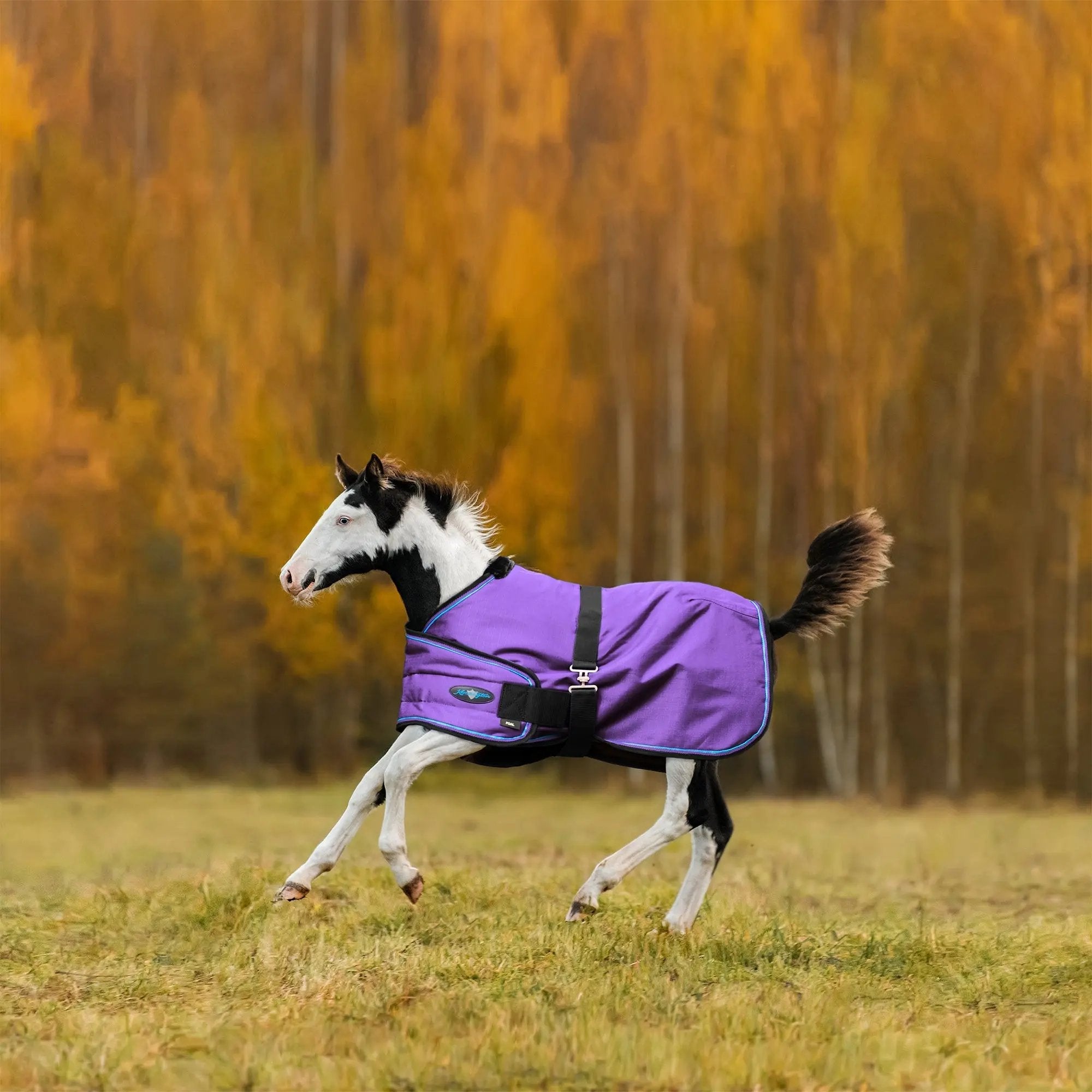 1200D Adjustable Foal 180G Medium Weight Winter Turnout Blanket - Waterproof & Breathable