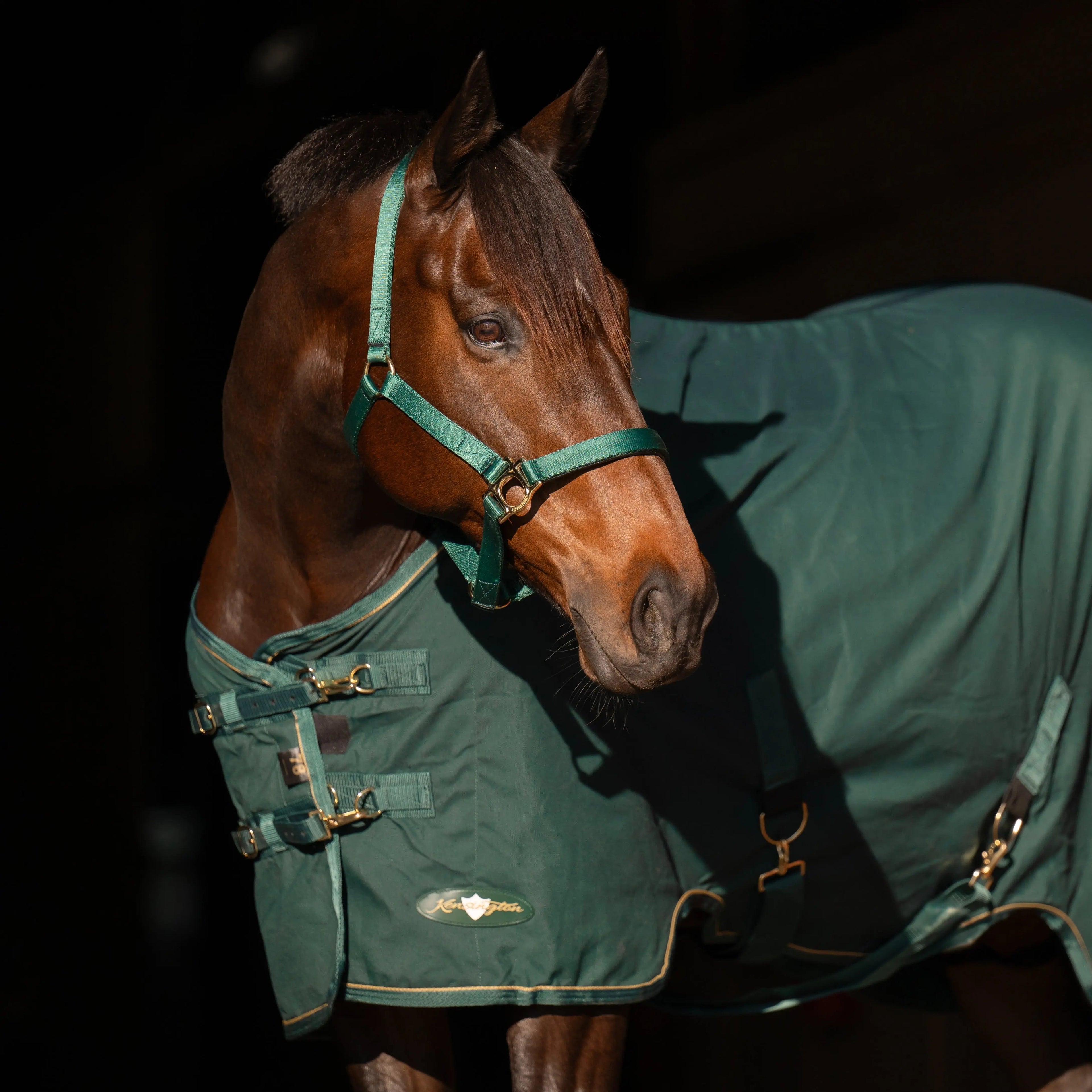 Kensington Horse Poly Cotton Day Sheet - Breathable Stable Sheet