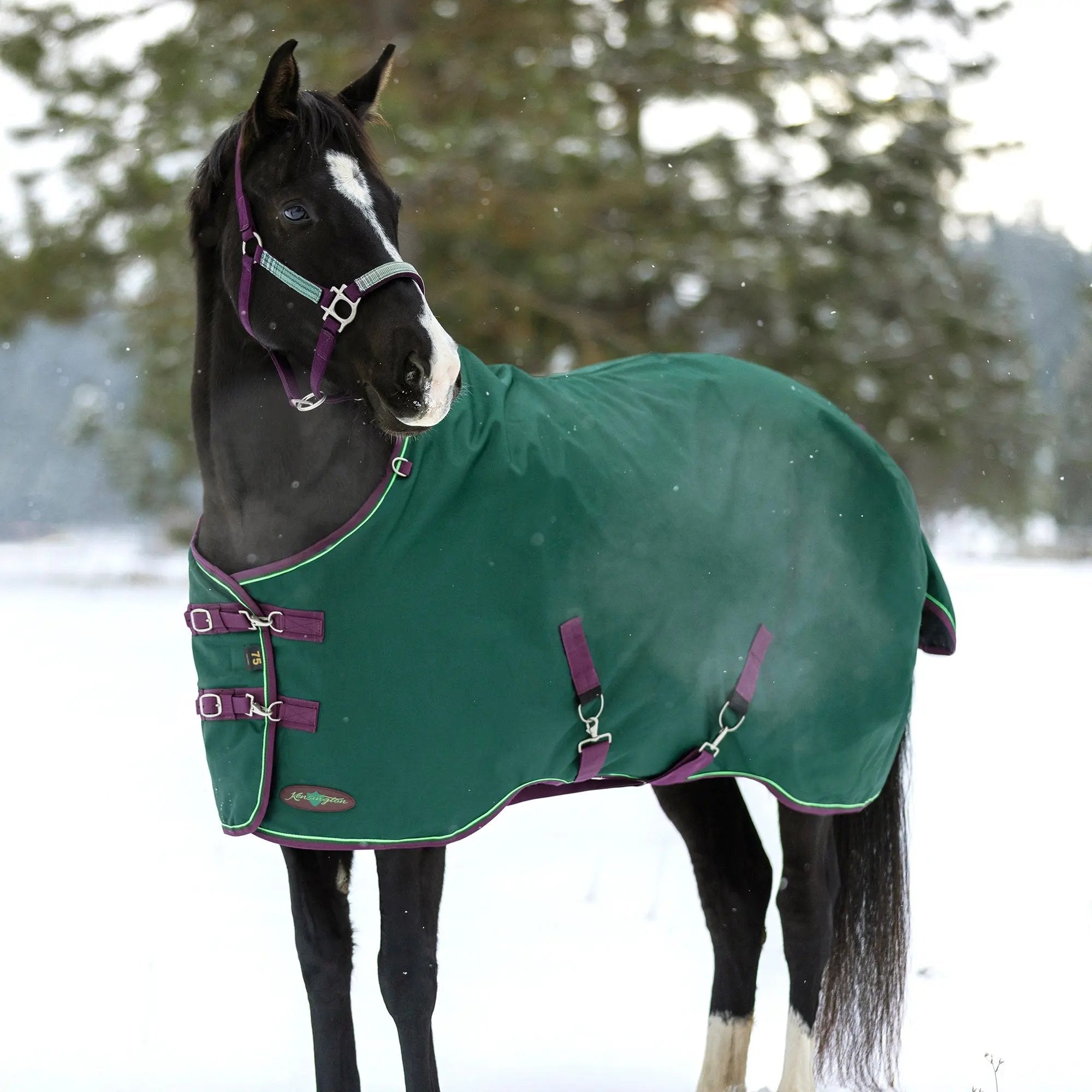 1200D Midweight 180g Horse Winter Turnout Blanket - Waterproof & Breathable