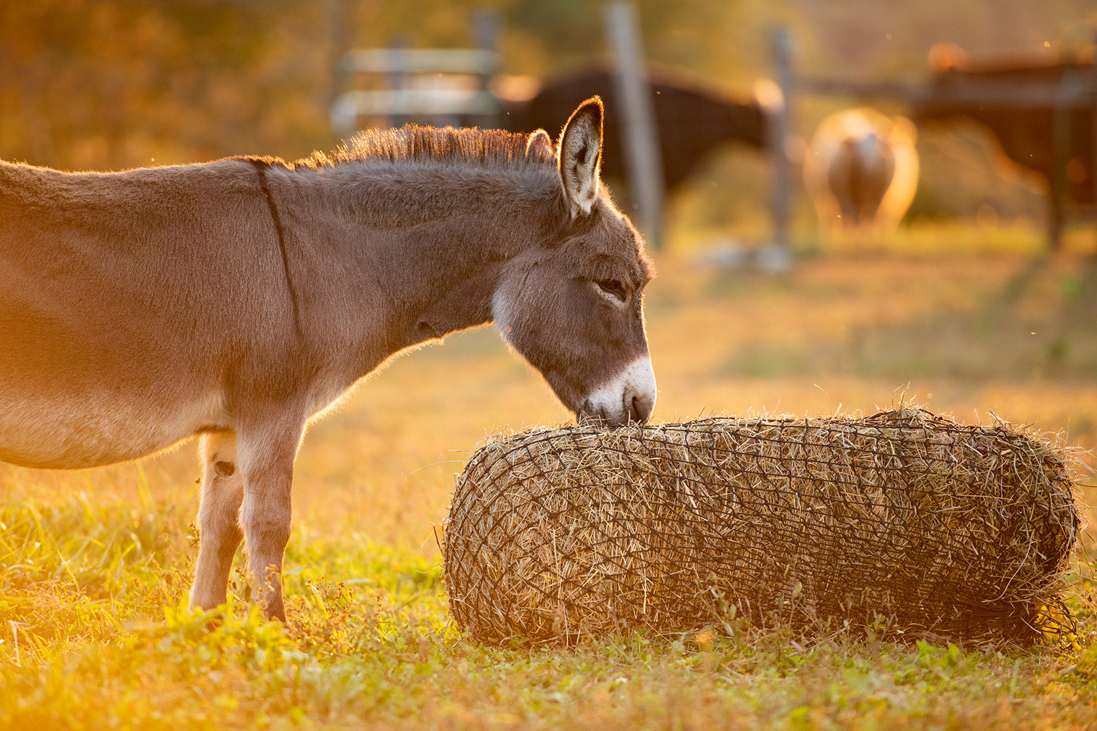 Square Bale Hay Net