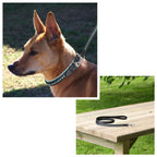 ExionPro Bling Dog Leash- Blue