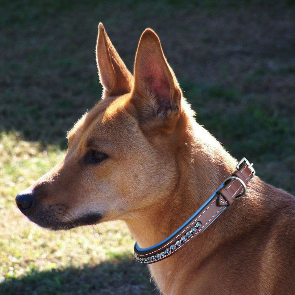 ExionPro Dark Blue Bling Dog Collar