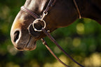 Huntley Equestrian Sedgwick Fancy Stitched Bridle with Cheek Clips and Reins