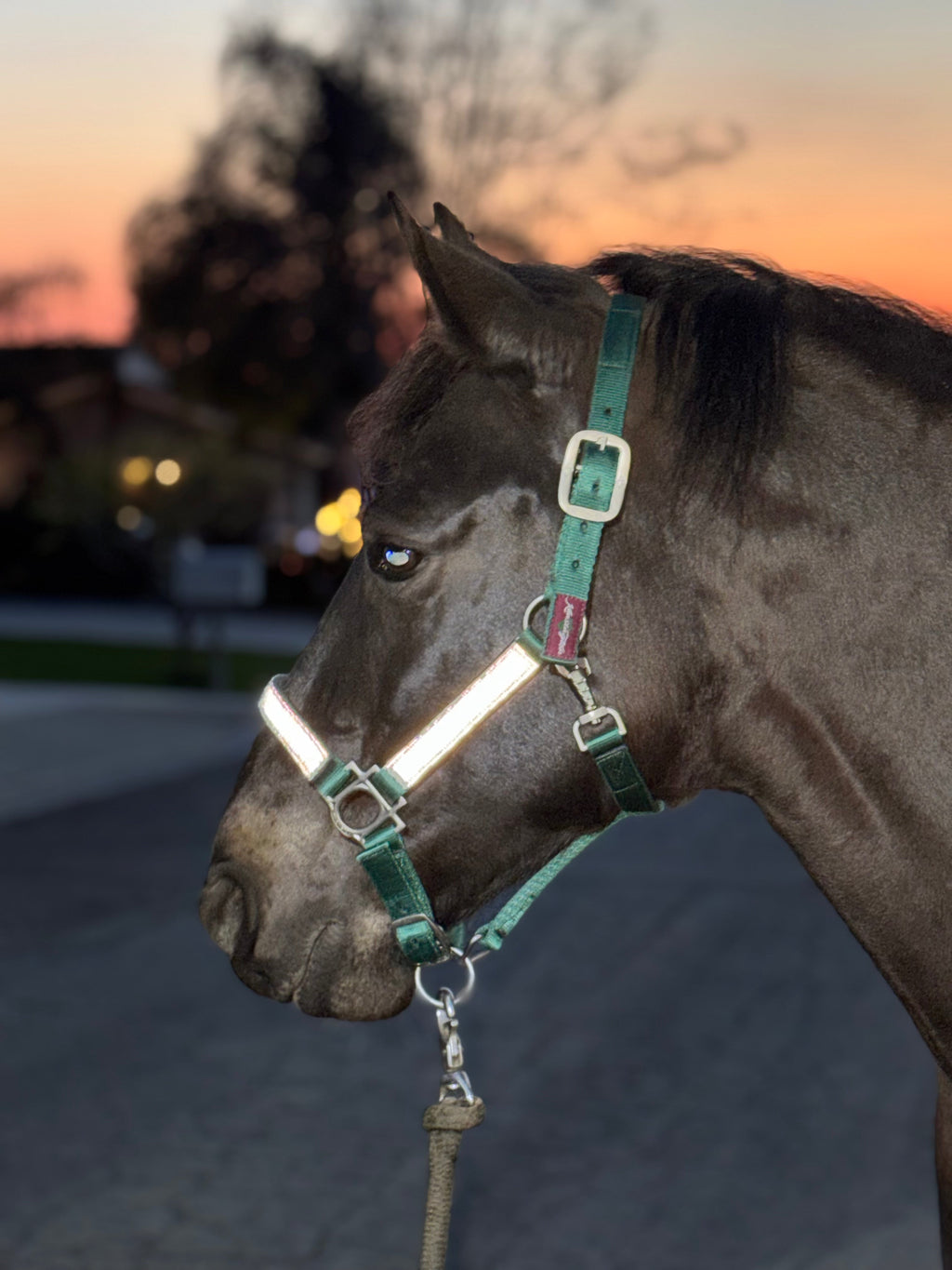 Kensington  Reflective Nylon Halter with Textliene