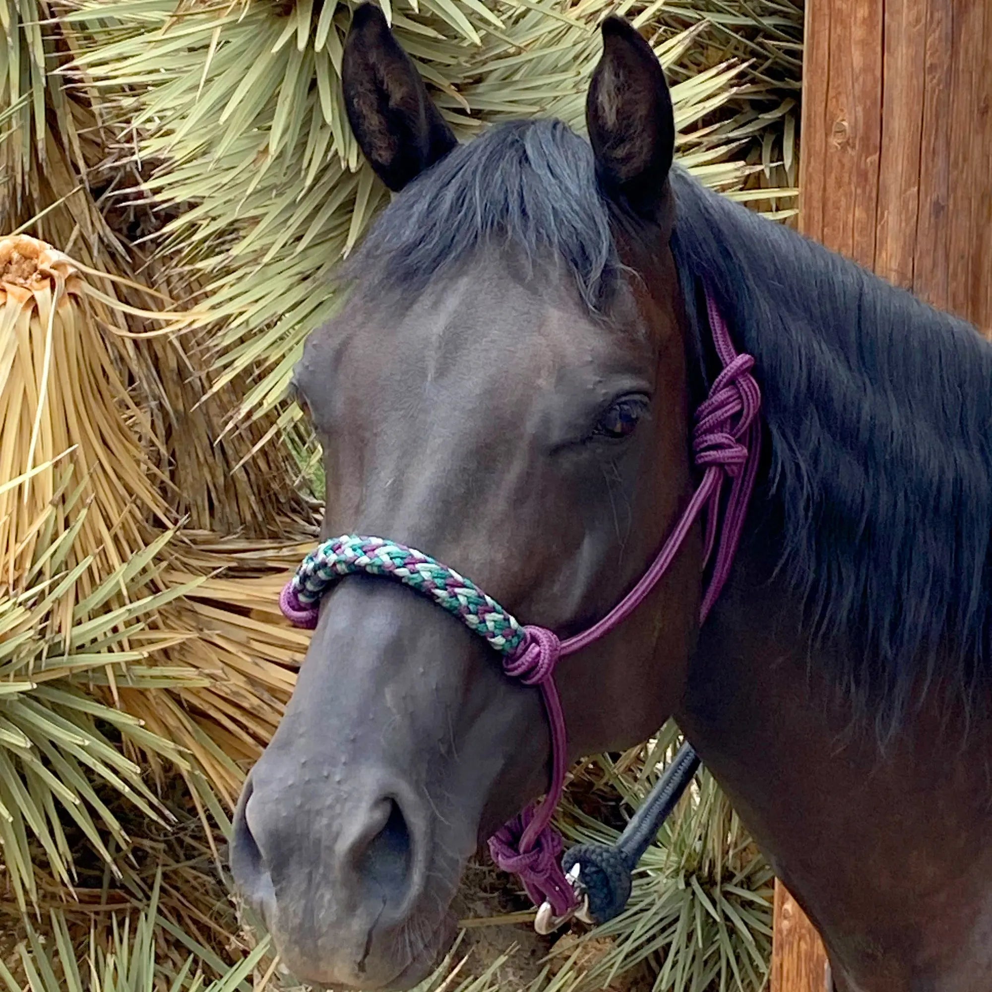 Clinician Training Rope Halter with Braided Nose