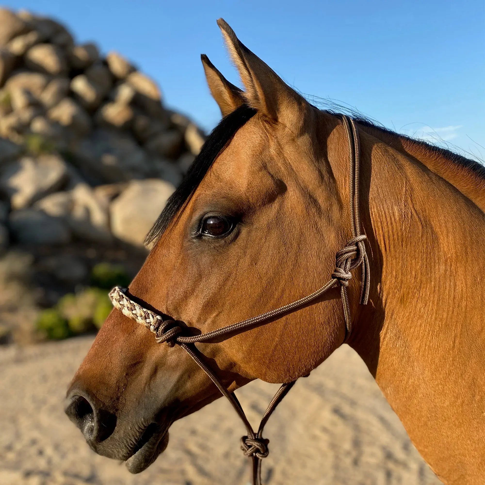 Clinician Training Rope Halter with Braided Nose