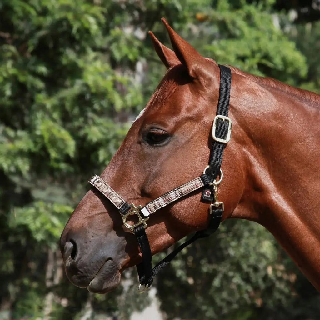 Kensington  Reflective Nylon Halter with Textliene