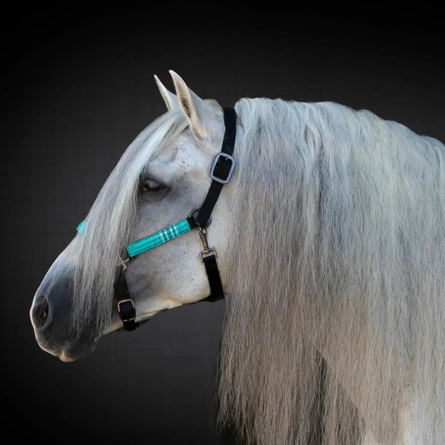 Kensington  Reflective Nylon Halter with Textliene