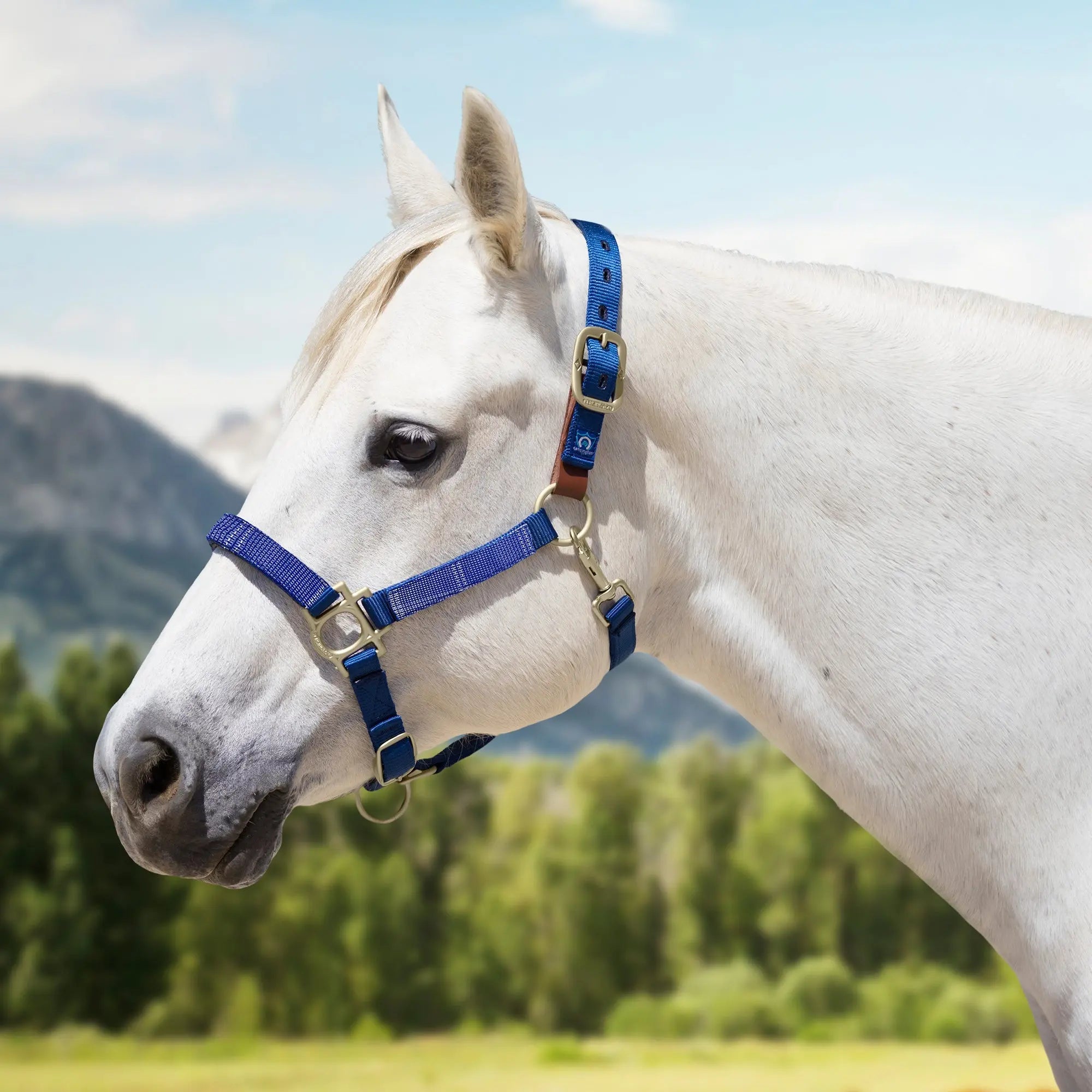 Kensington Reflective Breakaway Nylon Halter with Textliene