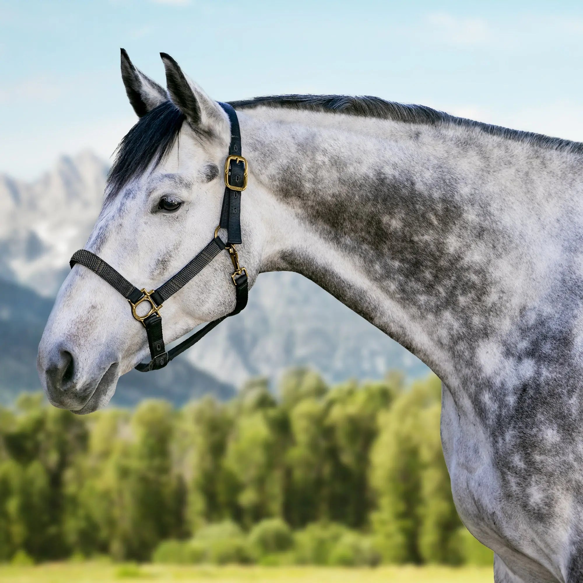 Kensington  Reflective Nylon Halter with Textliene