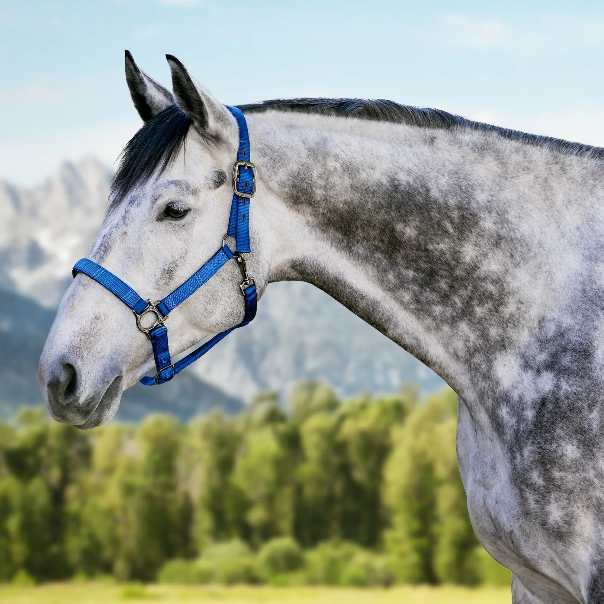 Kensington  Reflective Nylon Halter with Textliene