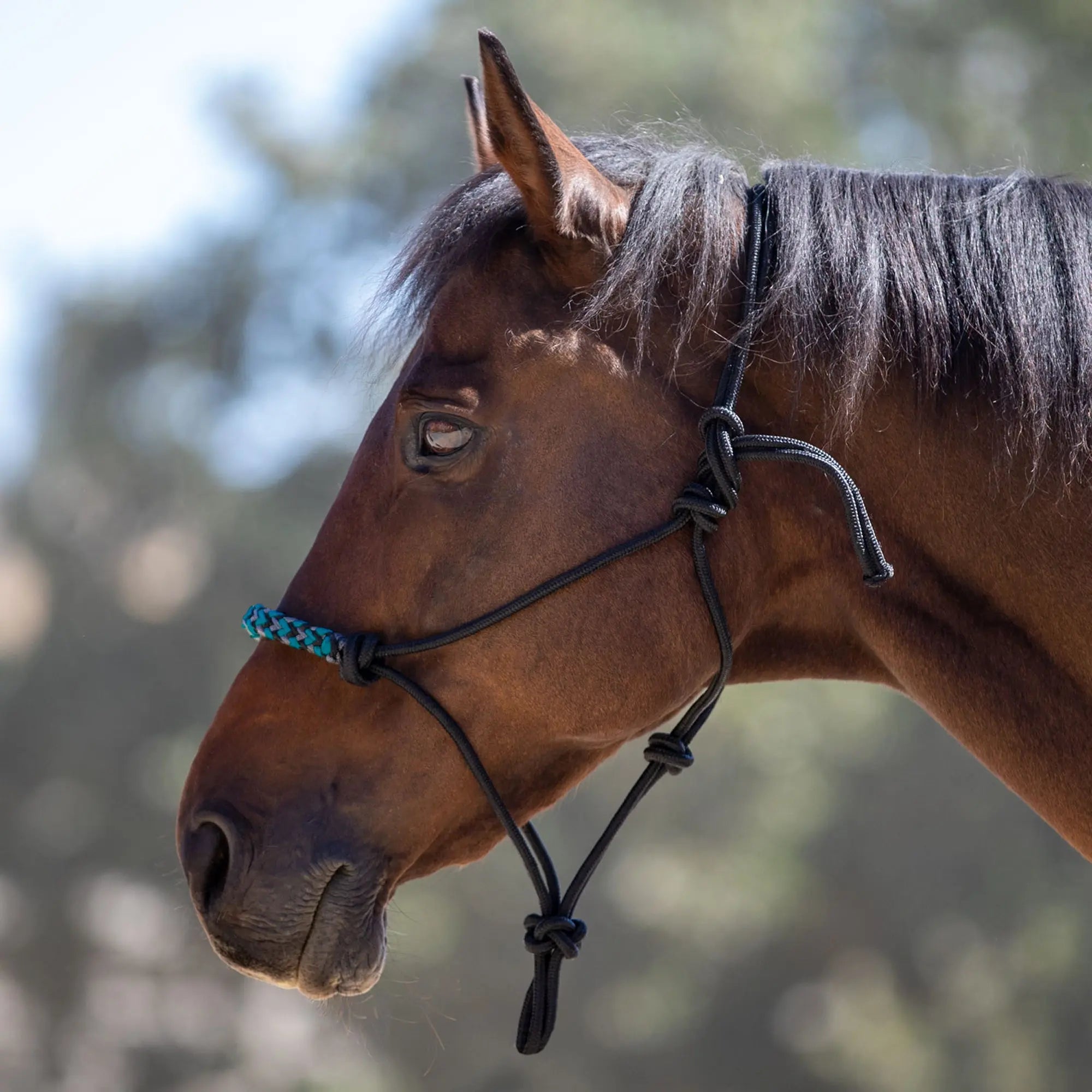 Clinician Training Rope Halter with Braided Nose