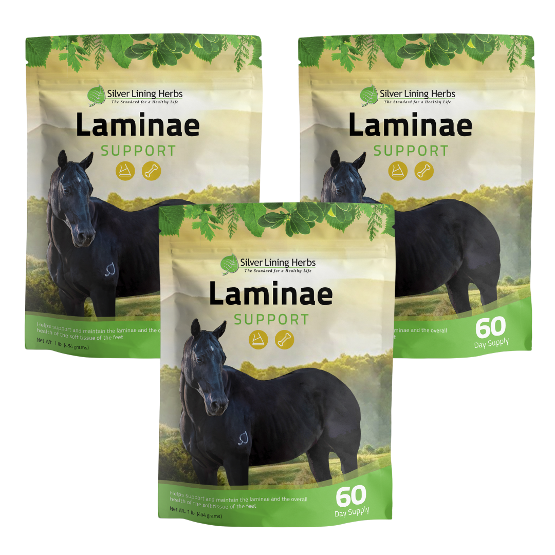 Laminae Support for Horses