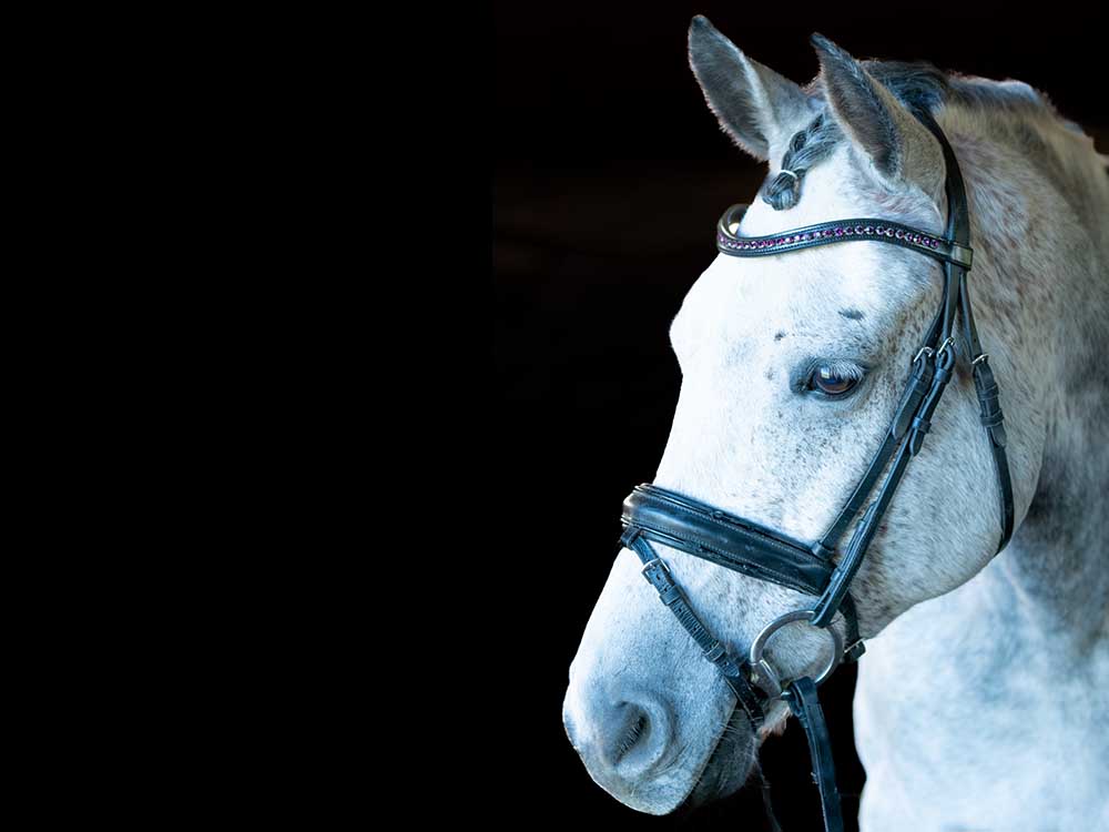 Spring Rose Browband