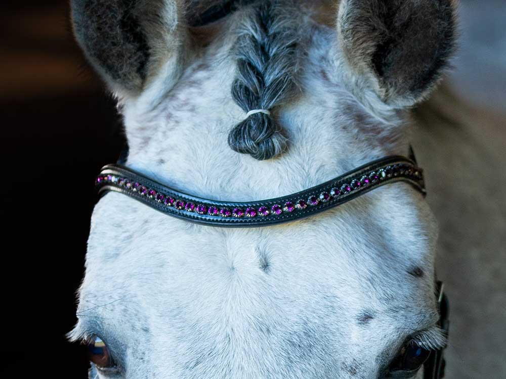 Spring Rose Browband