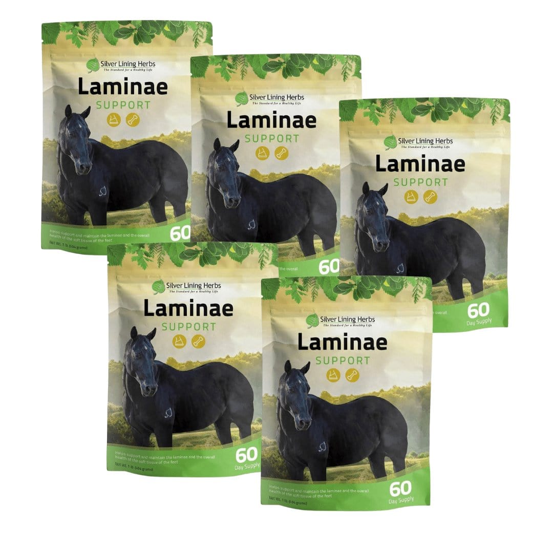 Laminae Support for Horses