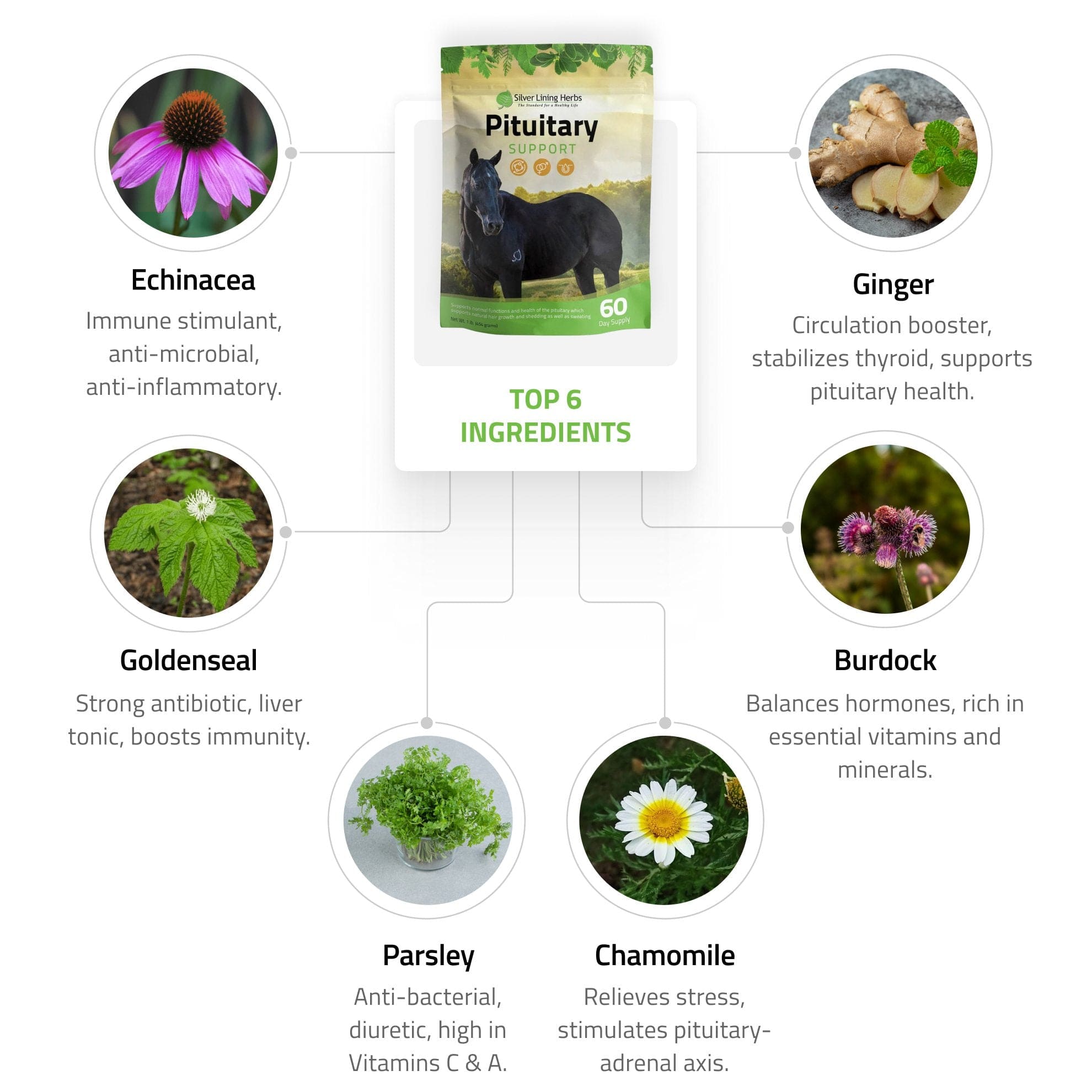 Pituitary Support for Horses