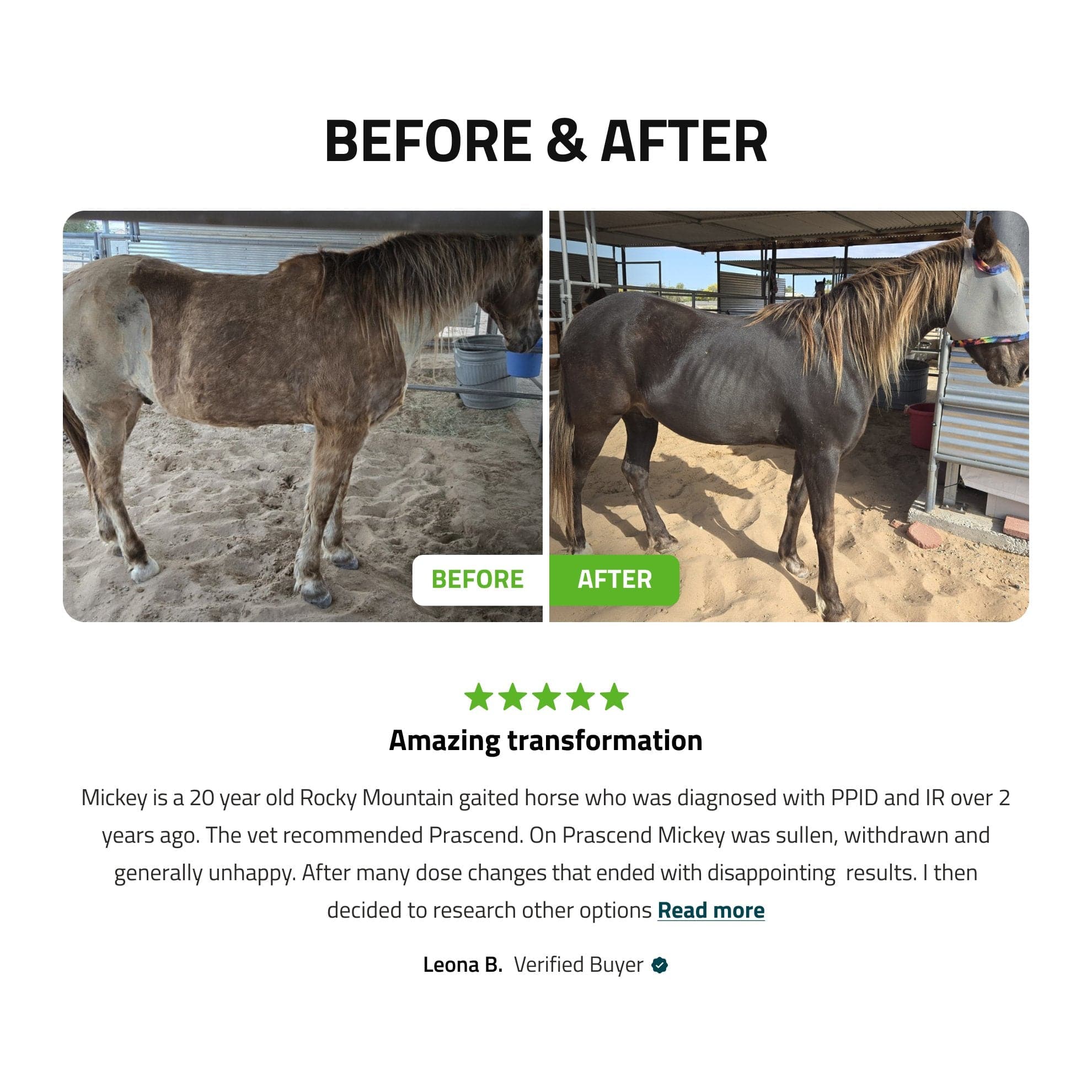 Pituitary Support for Horses