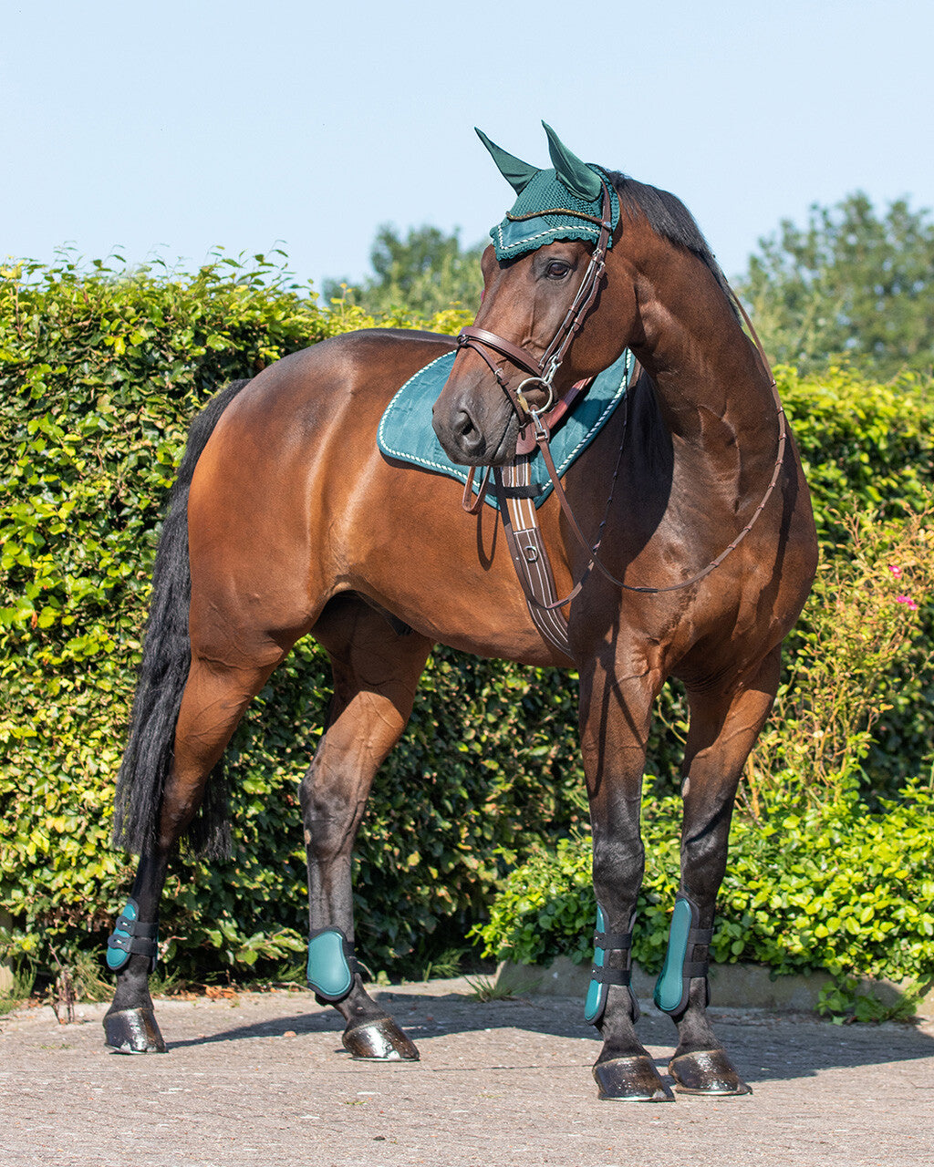 QHP Tendon and Fetlock Protection Boots Set